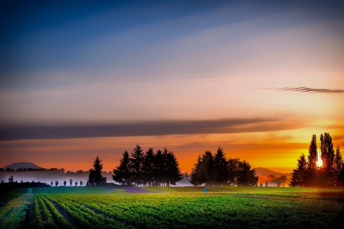 Image green grass field with trees under blue sky during daytime