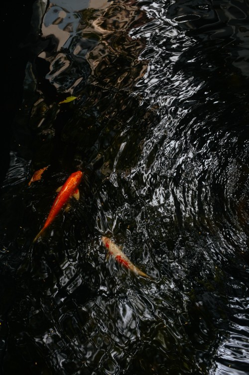 Image orange koi fish on water