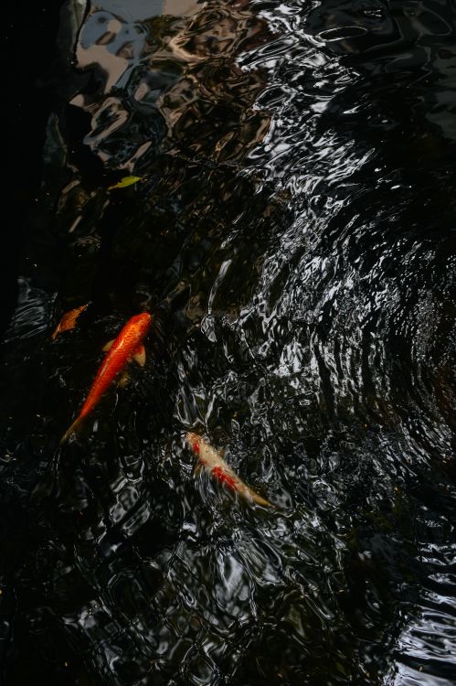 orange koi fish on water