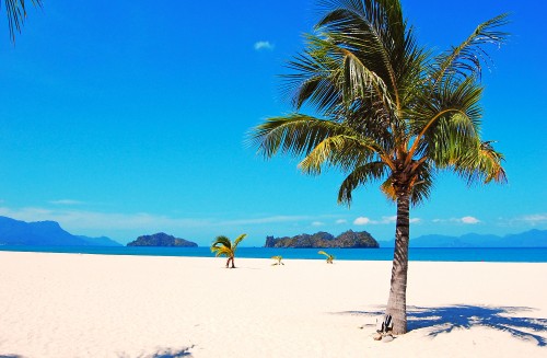 Image green palm tree on white sand beach during daytime