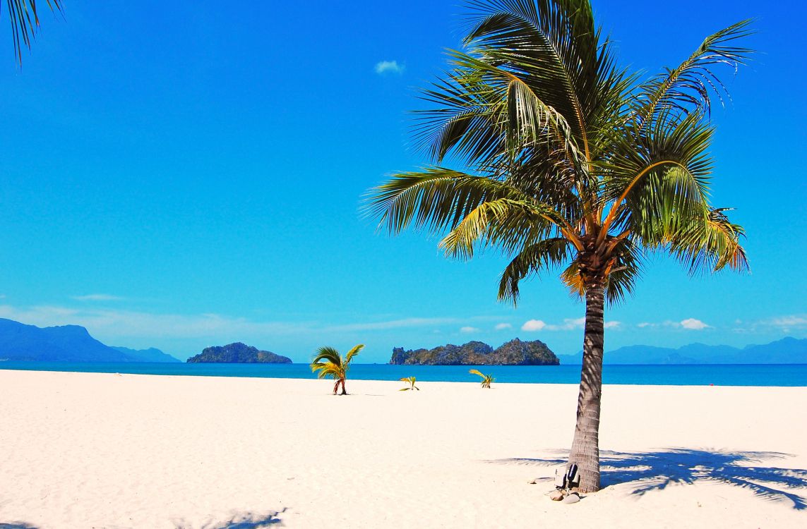 green palm tree on white sand beach during daytime