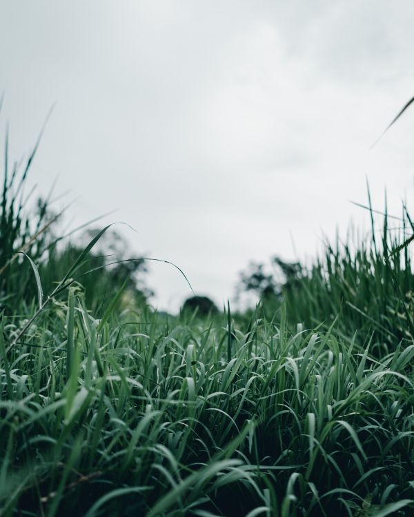 green grass field during daytime