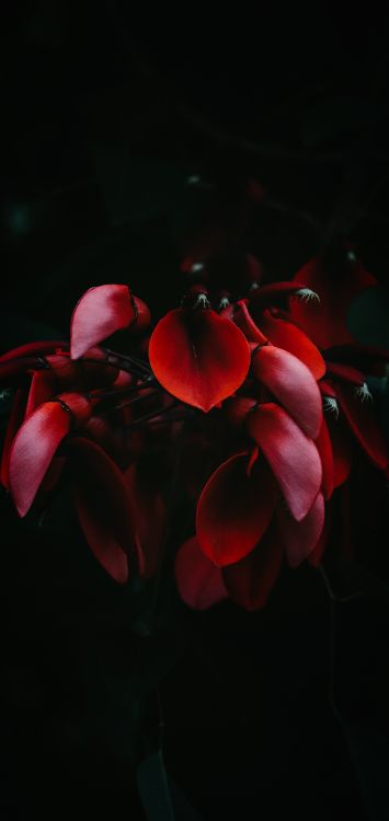 Hortensie Serrata, Hortensie Macrophylla, Tee Des Himmels, Japanische Kamelie. Wallpaper in 1516x3200 Resolution