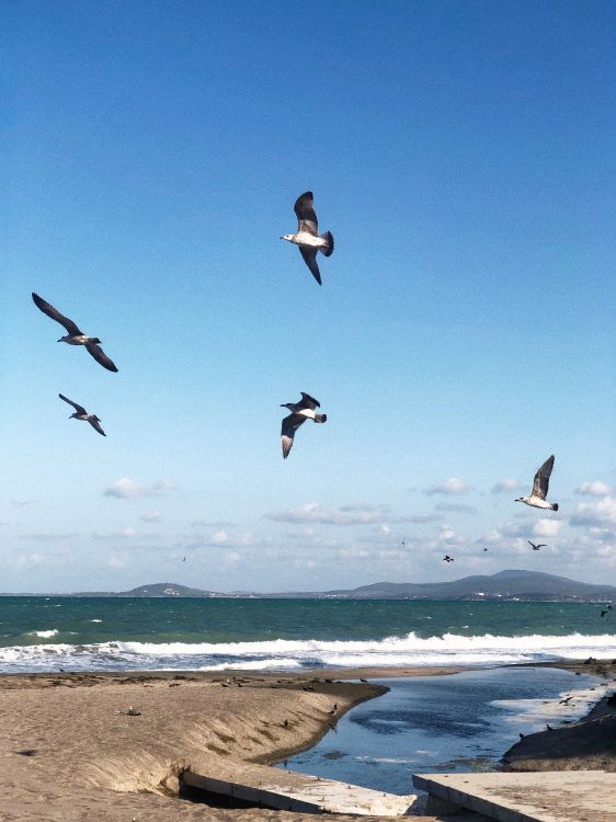 Shorebirds, water, flight, seabird, science