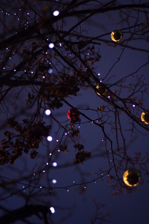 Image branch, tree, light, twig, lighting