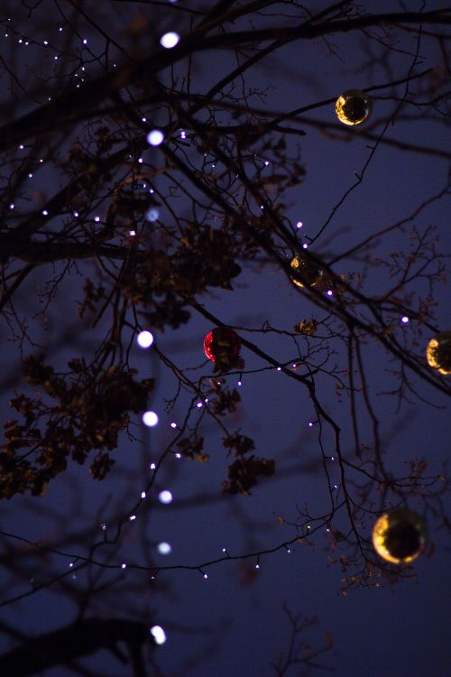 branch, tree, light, twig, lighting