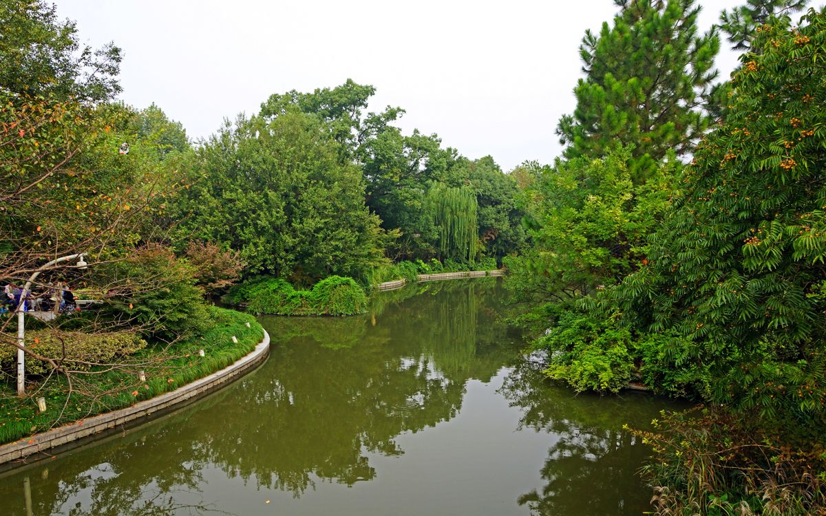 green trees beside river during daytime