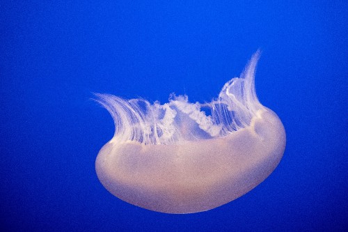 Image white and blue jellyfish in blue water