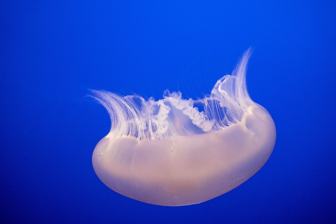 white and blue jellyfish in blue water