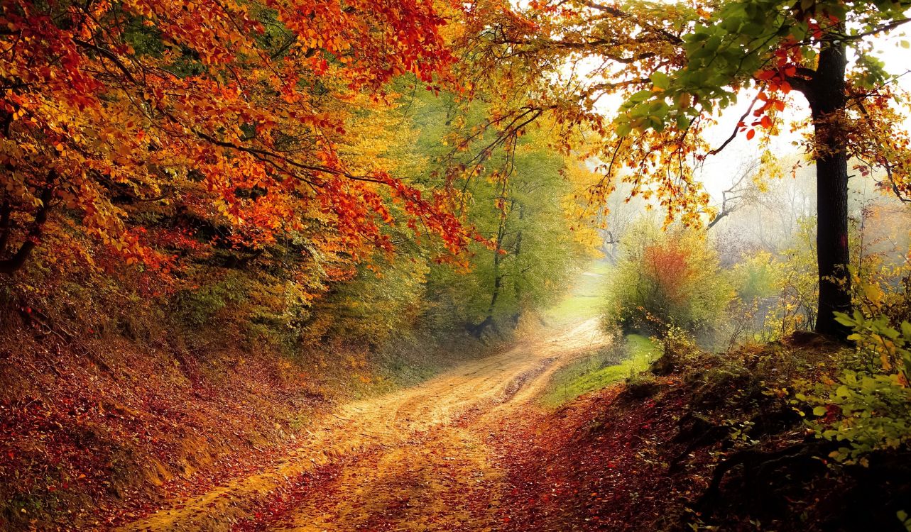 autumn, plant, plant community, People in nature, wood