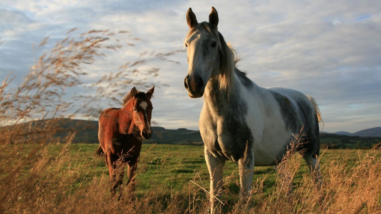 white and brown horse on green grass field during daytime