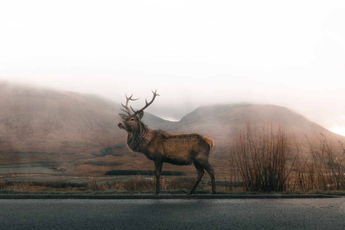 Asa Rodger, Environnement Naturel, Brouillard, Elk, Highland. Wallpaper in 4484x2989 Resolution