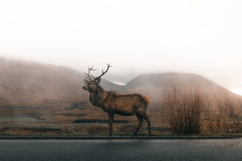 Image asa rodger, plant, natural environment, fog, elk