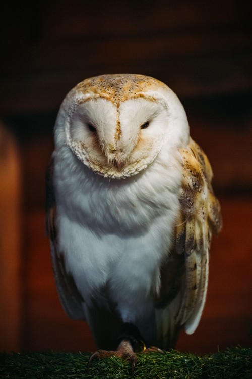 Image white and brown owl in close up photography