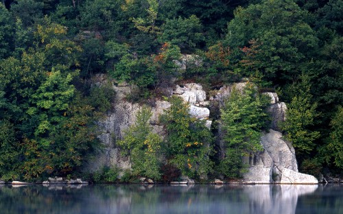 Image green trees beside body of water during daytime