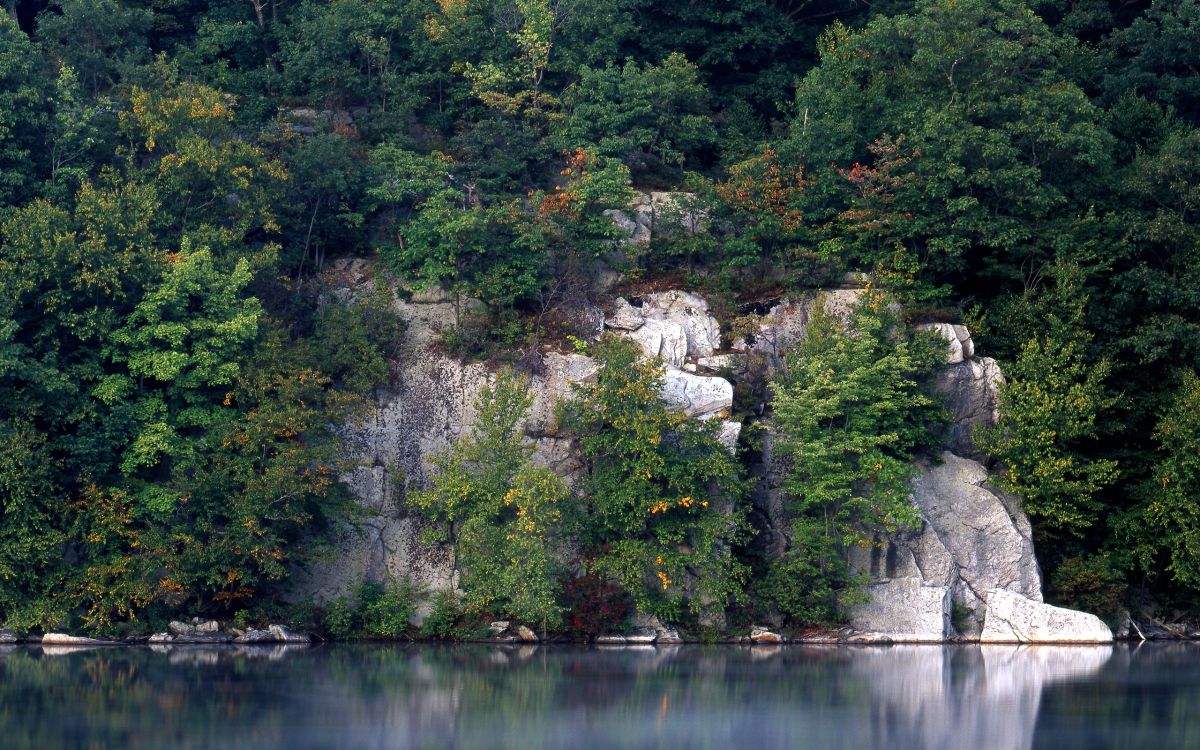 green trees beside body of water during daytime