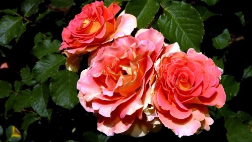 Image pink rose in bloom close up photo