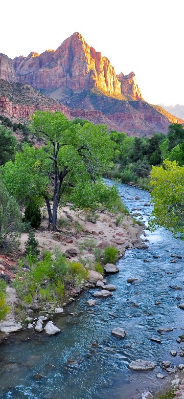 Image green trees near river during daytime