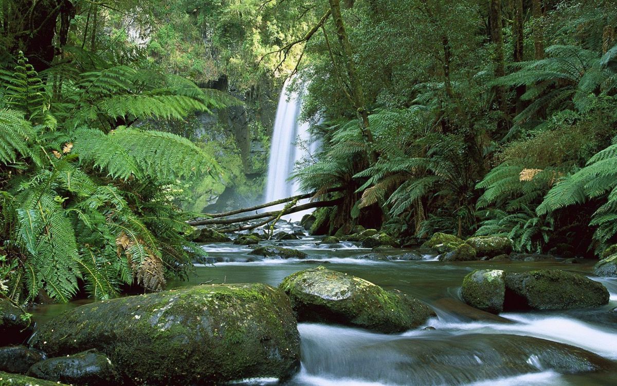 green moss on brown rock near waterfalls