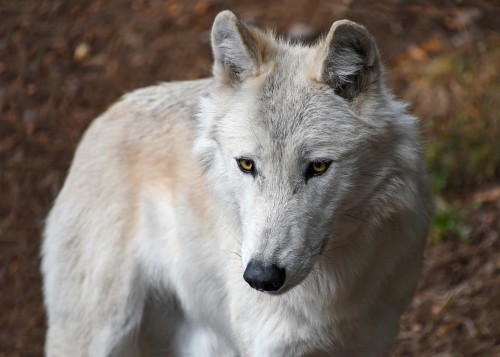 Image white wolf on brown ground