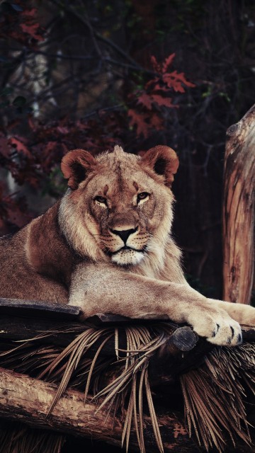 puma wallpaper hd iphone
