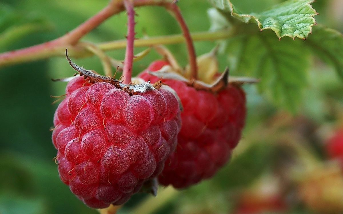 Fruto Redondo Rojo Sobre Tallo Verde. Wallpaper in 1920x1200 Resolution