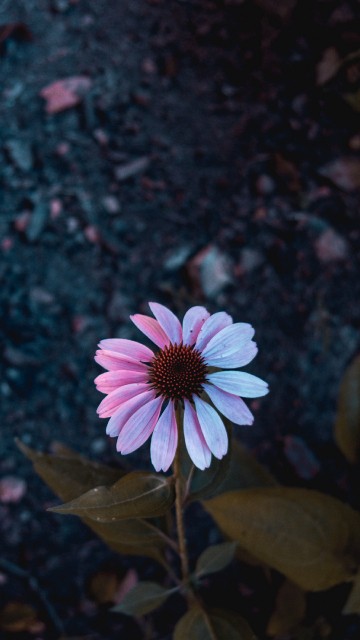 Image pink and white flower on black and brown soil