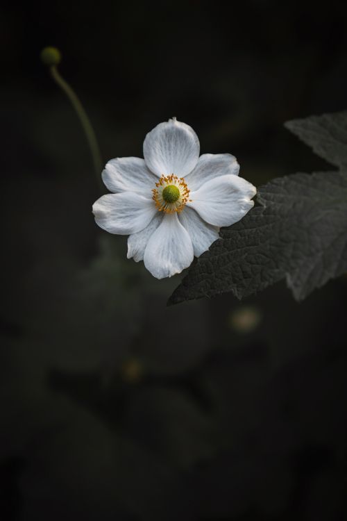 White Flower in Tilt Shift Lens. Wallpaper in 6000x9000 Resolution