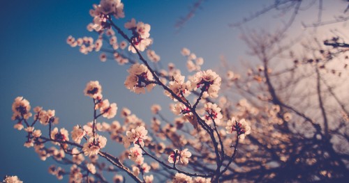 Image white cherry blossom under blue sky during daytime