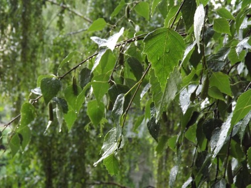 Image green leaf plant during daytime