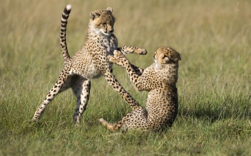 Image cheetah and cheetah on green grass during daytime