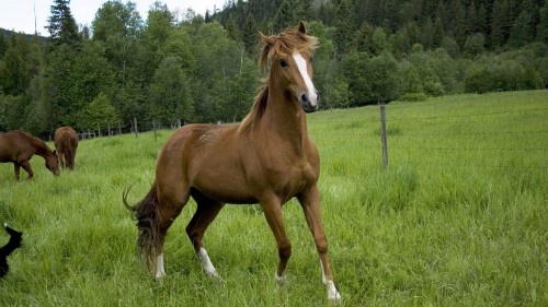 Image brown horse on green grass field during daytime