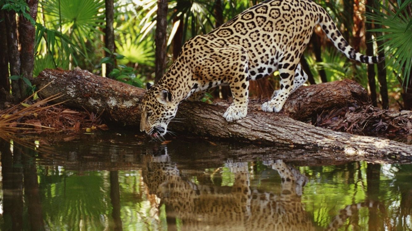 leopard on brown tree log near body of water during daytime