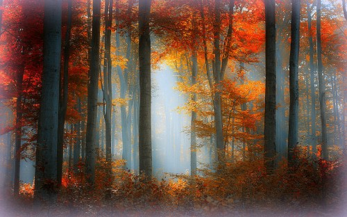 Image brown trees on forest during daytime