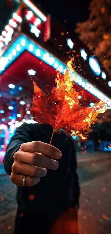 Licht, Blatt, Branch, Geste, Fenster. Wallpaper in 1421x3000 Resolution