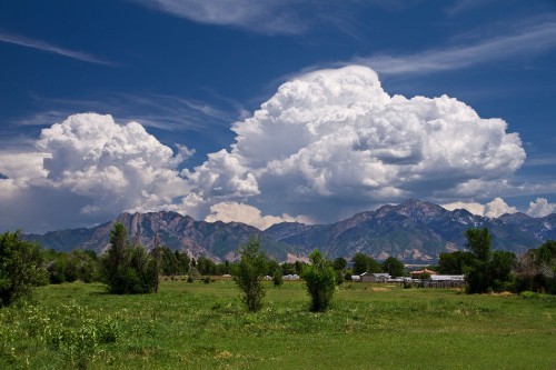 Image green trees on green grass field under white clouds and blue sky during daytime