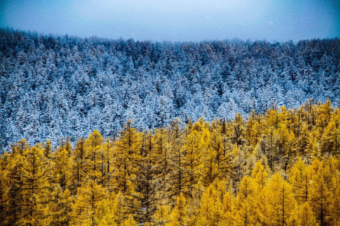 Fondos de Pantalla Naturaleza, el Pino de Lodgepole, Amarillo, Alerce