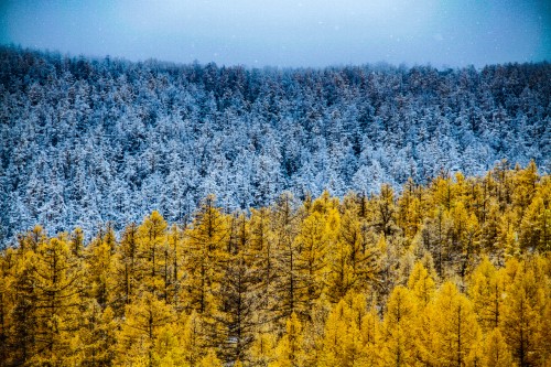 Image tree, nature, lodgepole pine, yellow, larch