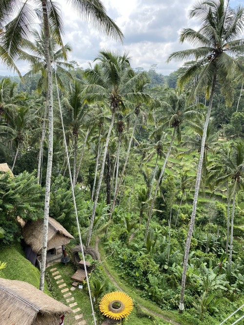 Image vegetation, biome, rainforest, palm trees, ecology