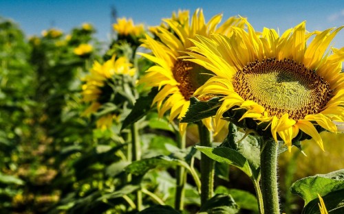 Image yellow sunflower in close up photography