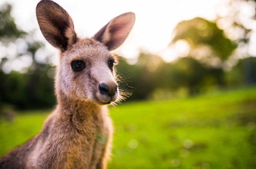 Image brown kangaroo on green grass field during daytime