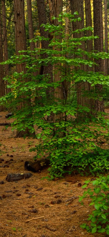 Image green trees and plants during daytime