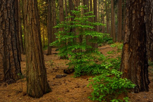 Image green trees and plants during daytime