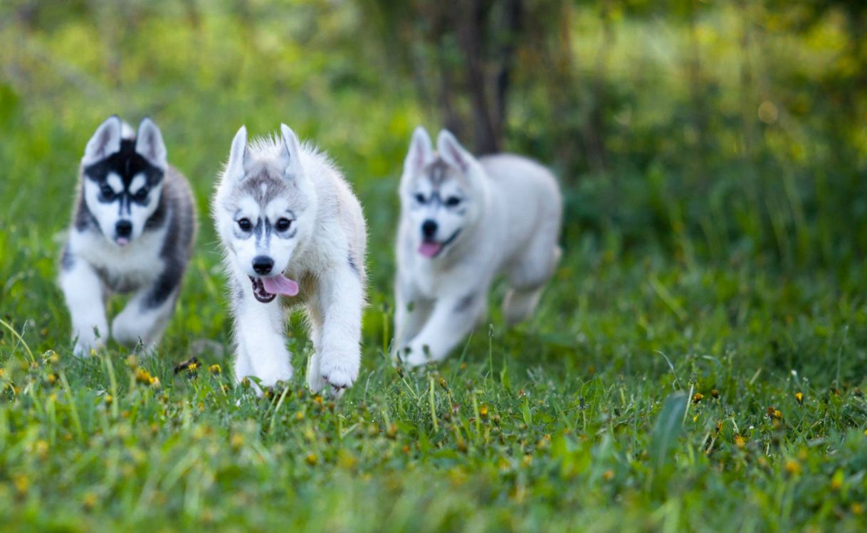 Cachorro de Husky Siberiano Blanco en Campo de Hierba Verde Durante el Día. Wallpaper in 2048x1261 Resolution