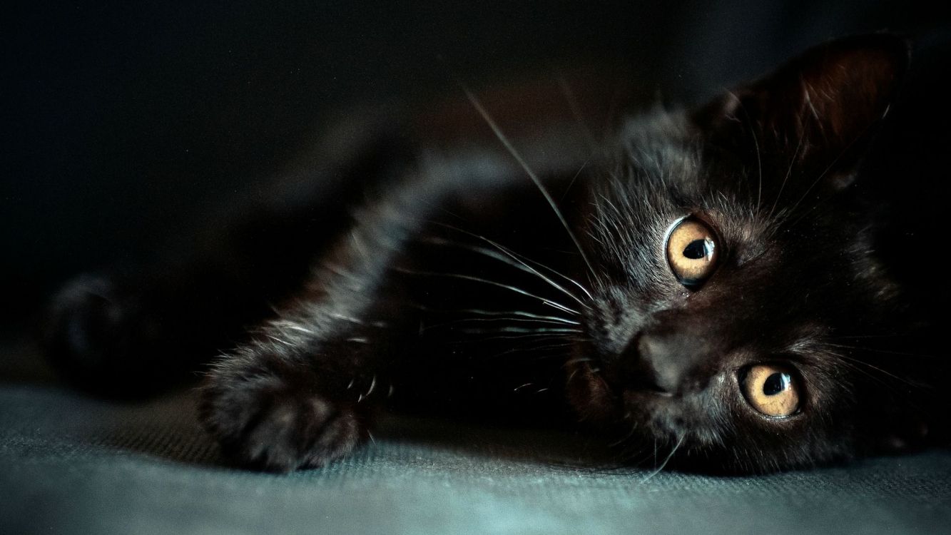 Black Cat Lying on Green Textile. Wallpaper in 3840x2160 Resolution