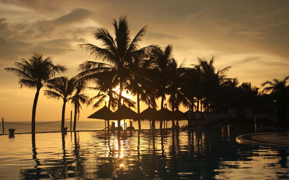 silhouette of palm trees near body of water during sunset