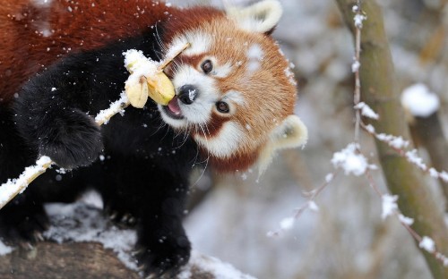 Image red panda eating yellow flower