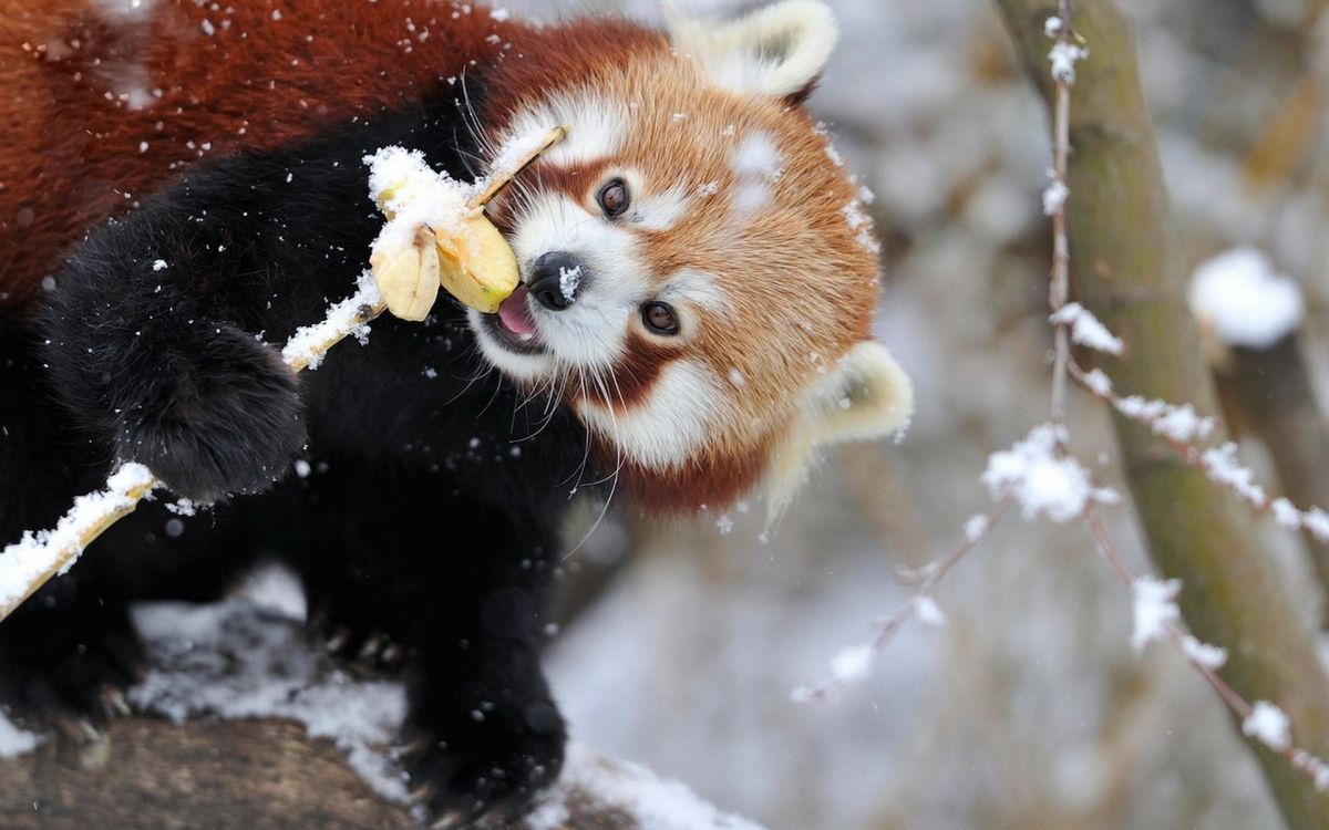 red panda eating yellow flower