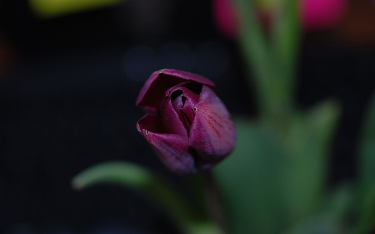 purple flower in tilt shift lens