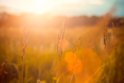 Image brown wheat field during sunset